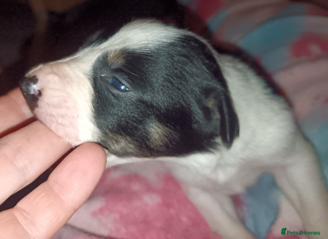Border Collie dogs for sale: Border collie puppies B/W  - Advert 26