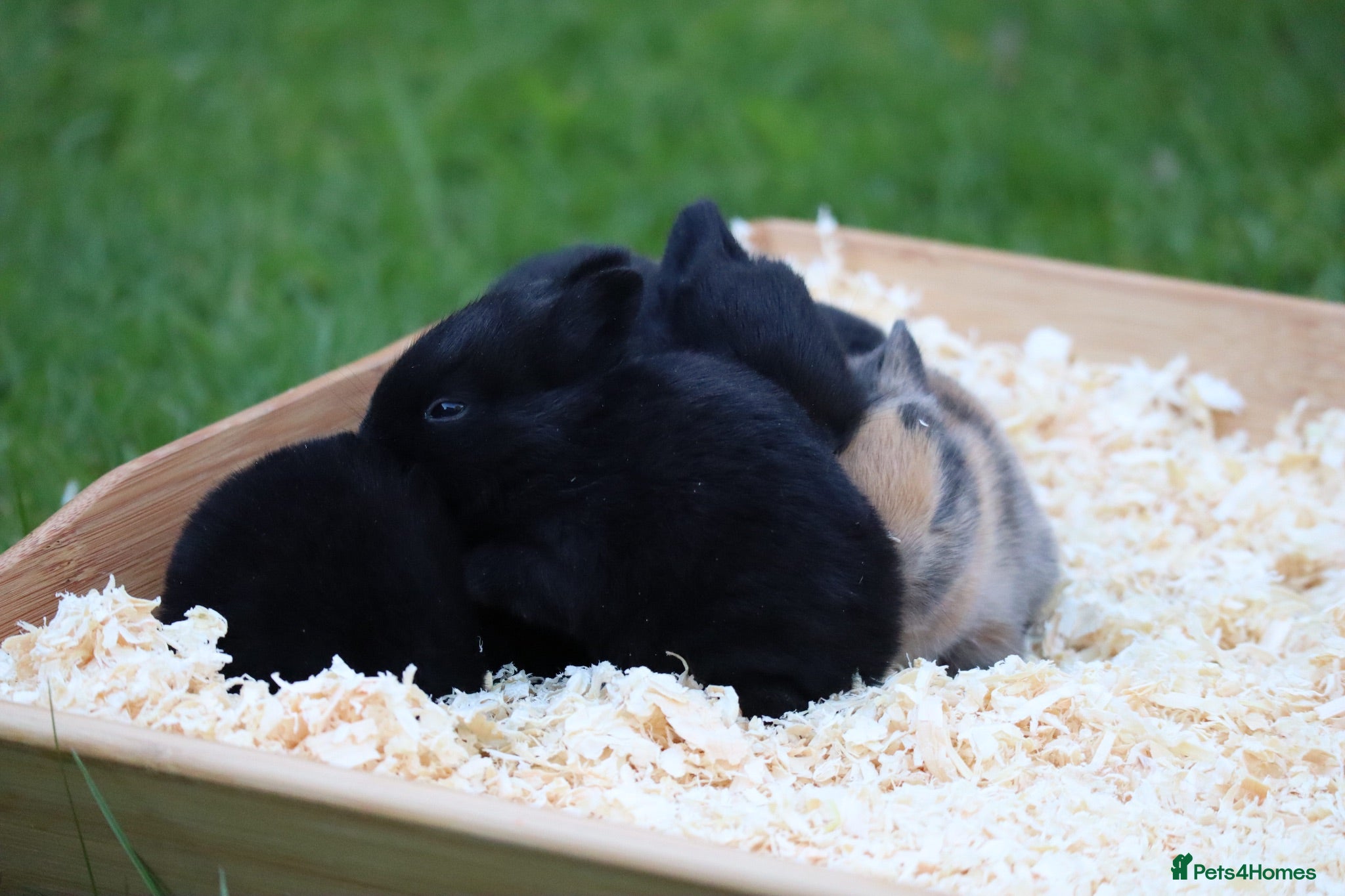 Rex rabbits 🐰 5 Gorgeous Baby Bunnies Looking for Loving Home - Advert 5