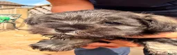 Miniature Schnauzer dogs for sale: Stunning KC Reg Mini Schnauzers  - Advert 2