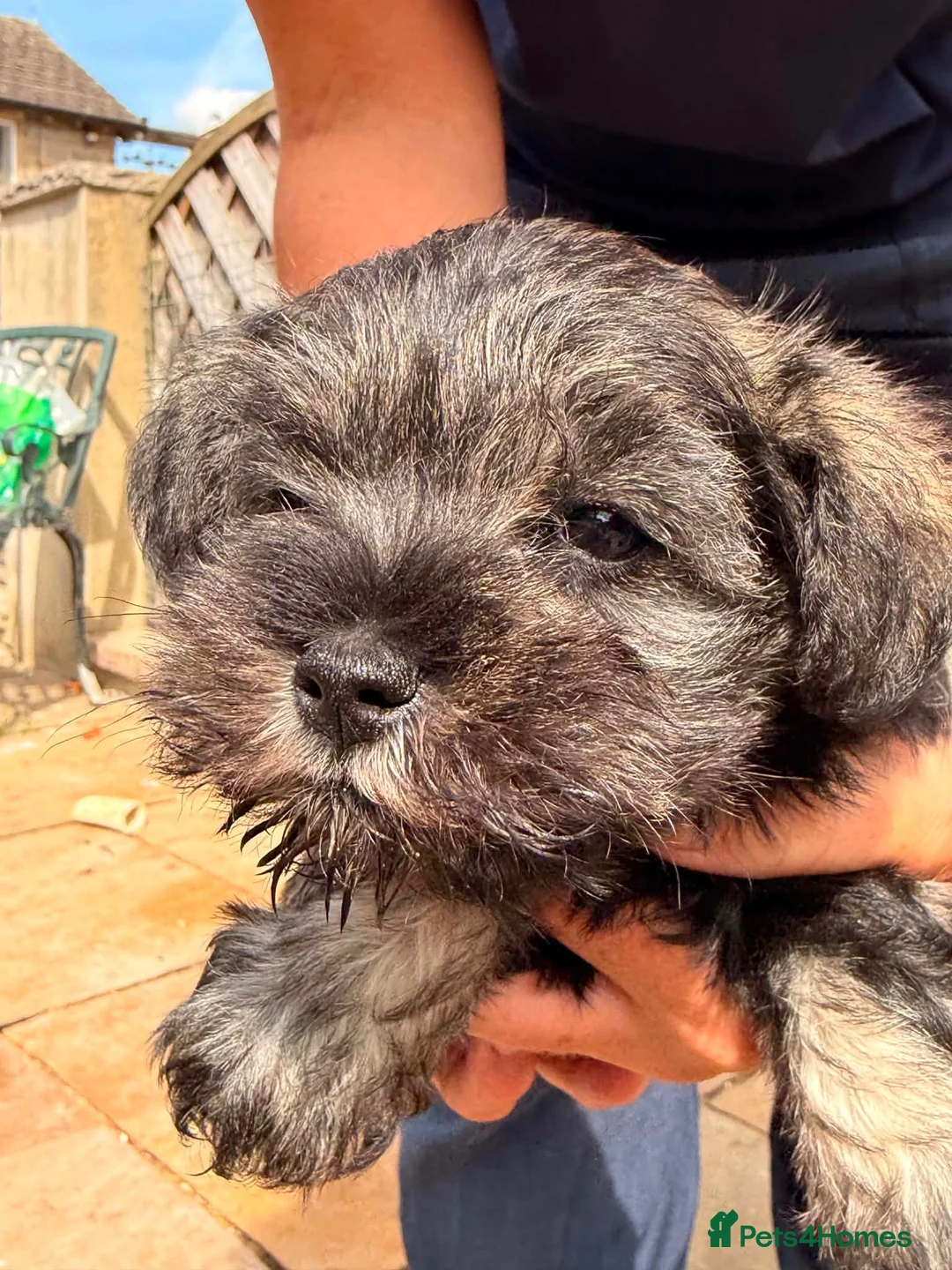 Miniature Schnauzer dogs for sale: Stunning KC Reg Mini Schnauzers  - Advert 2