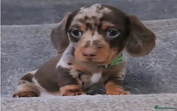 Dachshund dogs for sale: Stunning Standard Dachshund Pups - READY NOW !! - Image 3