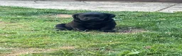 Labrador Retriever dogs for sale: Royal Kennel club registered puppies - Advert 18