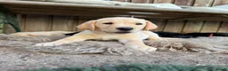 Labrador Retriever dogs for sale: Both parents Fully health checked - KC Registered - Advert 1