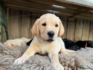 Labrador Retriever dogs Both parents Fully health checked - KC Registered - Advert 2