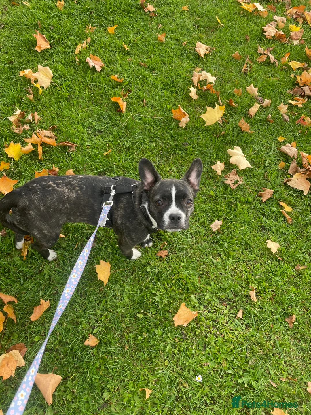 Mixed Breed dogs for sale: Beautiful French bulldogs with jackaranian - Advert 6