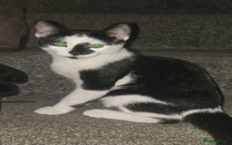 Mixed Breed cats for sale: 2 brothers for sale - Image 3