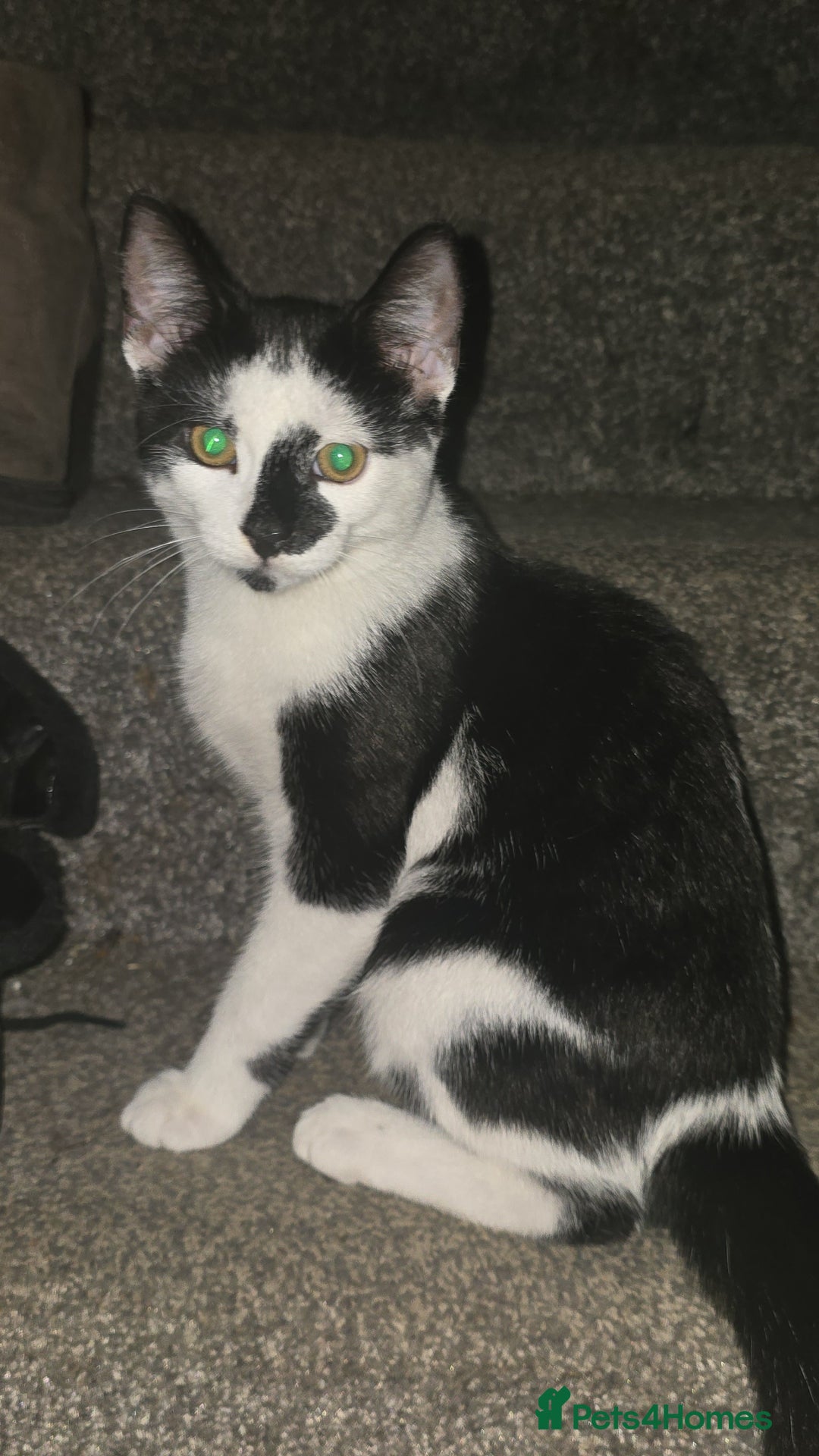 Mixed Breed cats for sale: 2 brothers for sale - Image 3