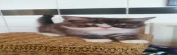 Exotic cats for sale: Beautiful Exotic shorthair kittens  - Advert 13