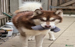 Alaskan Malamute dogs for sale: Alaskan malamute puppies for sale - Image 9