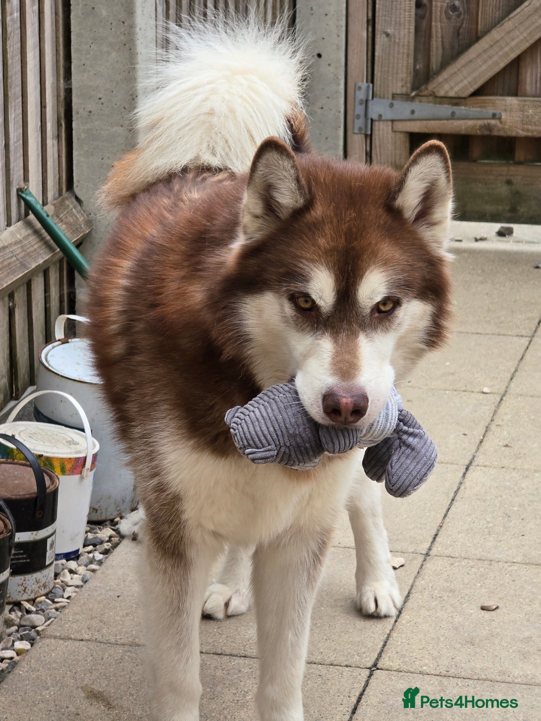 Alaskan Malamute dogs for sale: Alaskan malamute puppies for sale - Image 9