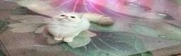 Munchkin cats for sale: ✨ Adorable TICA Registered Munchkin Kittens ✨ - Advert 1