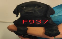 Goldador dogs for sale: Lovely Goldendor / Goldador Puppies - Image 4