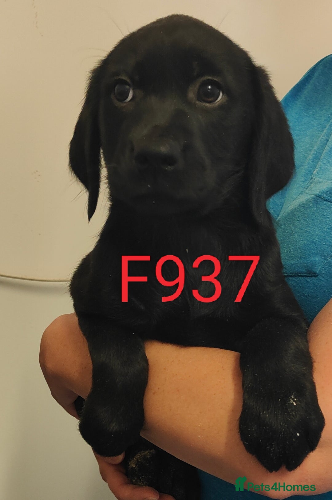 Goldador dogs for sale: Lovely Goldendor / Goldador Puppies - Image 4