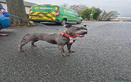 Staffordshire Bull Terrier dogs for sale: Stunning KC Staffordshire bull terrier puppies - Image 13