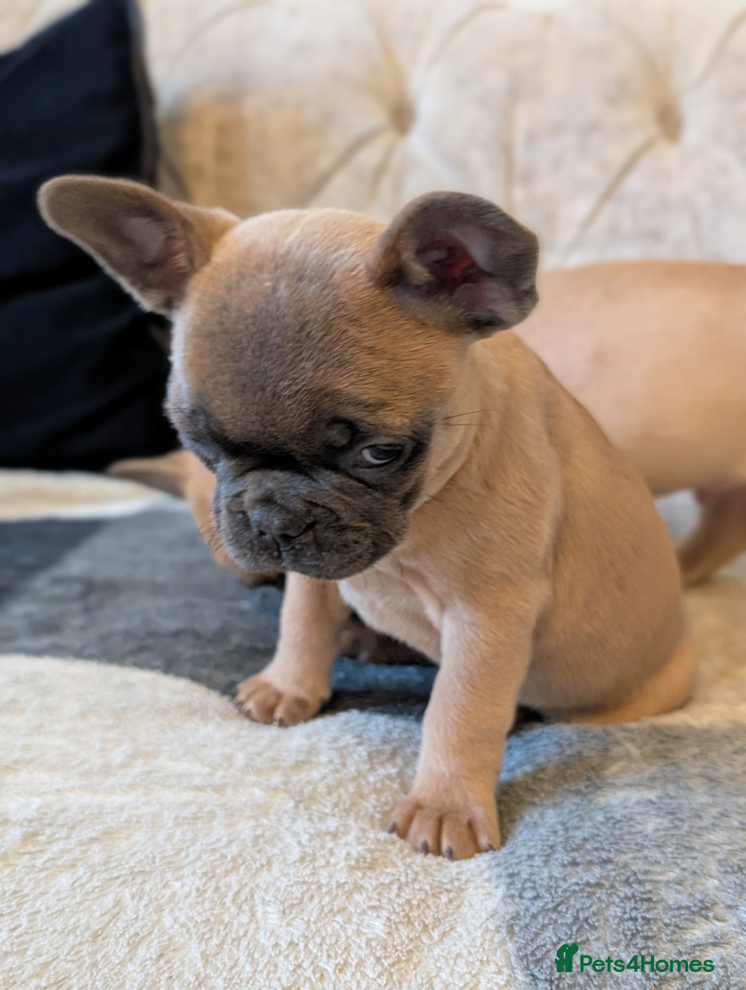French Bulldog dogs for sale: French bulldog puppy's ready to go! - Advert 25