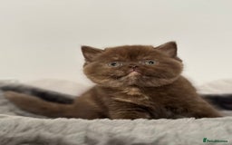 British Shorthair cats for sale: Exceptional BSH Girls, Champion Bloodlines - Advert 10