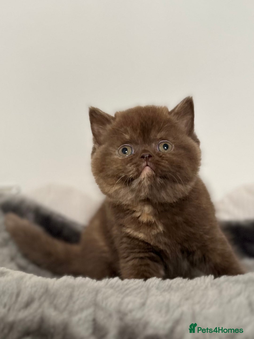 British Shorthair cats for sale: Exceptional BSH Girls, Champion Bloodlines - Advert 10