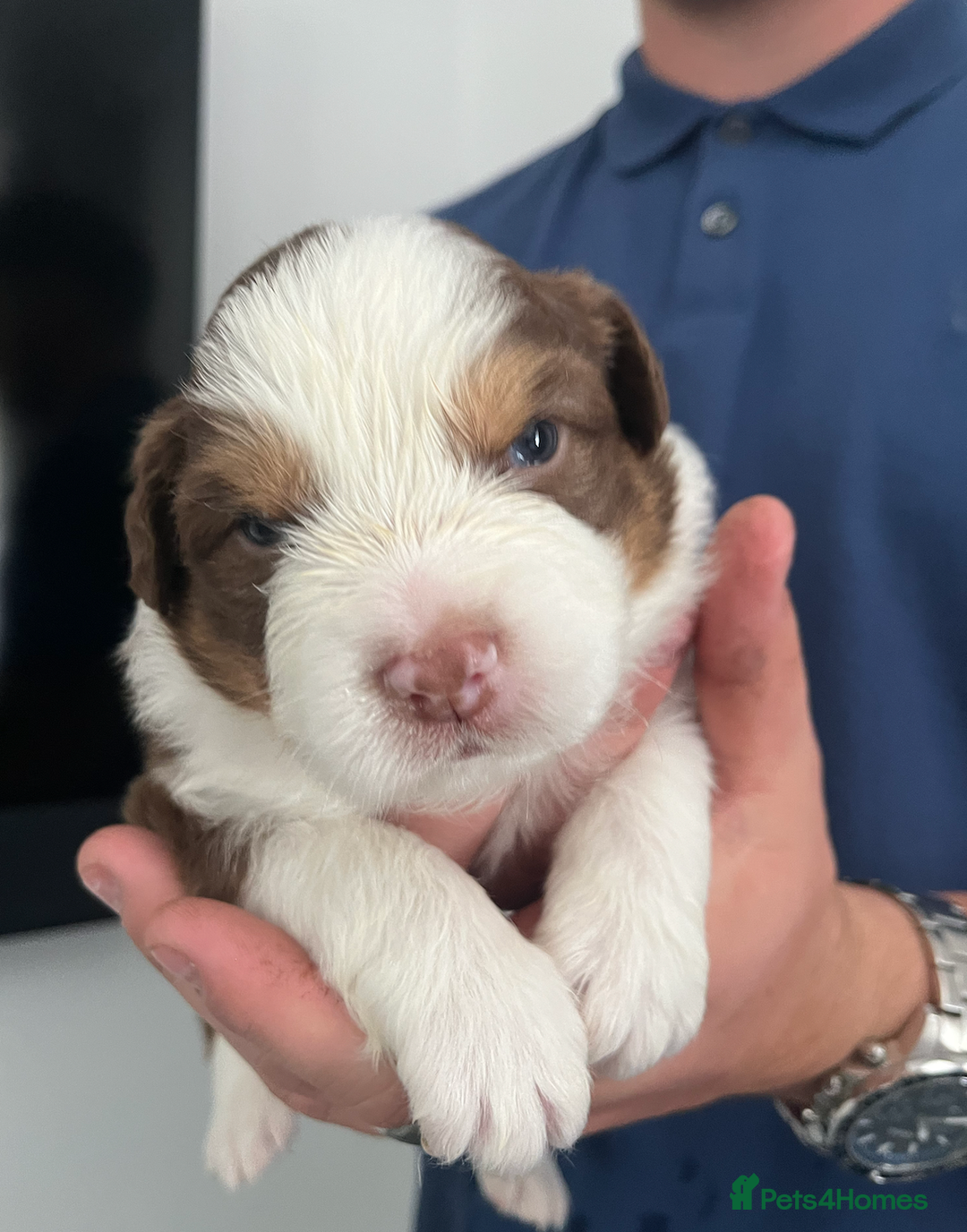 Australian Shepherd dogs for sale: Beautiful Australian Shepherd Puppies, 4 week old. - Image 4