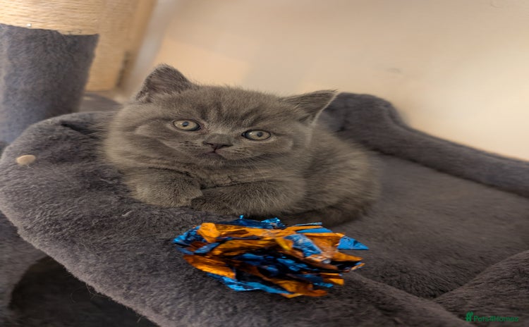 British Shorthair cats - Advert 12