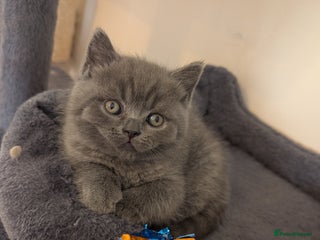 British Shorthair cats - Advert 32