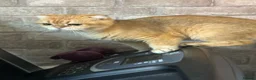 Scottish Fold cats for sale: Scottish fold - Advert 16