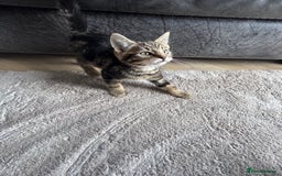 Mixed Breed cats for sale: Lovely girl kittens  - Image 3