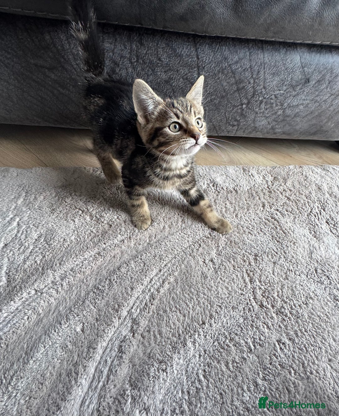 Mixed Breed cats for sale: Lovely girl kittens  - Image 3