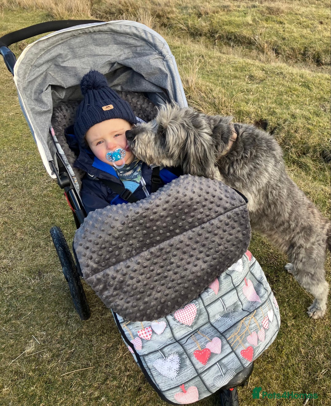 Bordoodle dogs for sale: BORDOODLE  adult neutered female  - Advert 7