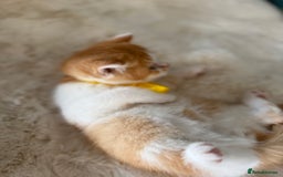 British Shorthair cats for sale: Quality British Shorthair kittens  - Image 28