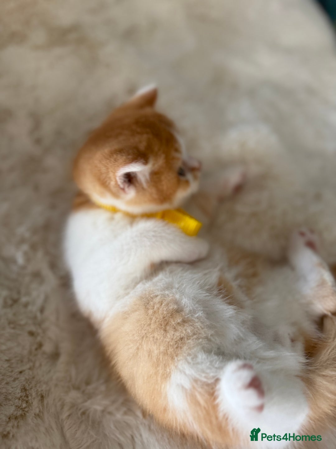 British Shorthair cats for sale: Quality British Shorthair kittens  - Image 28