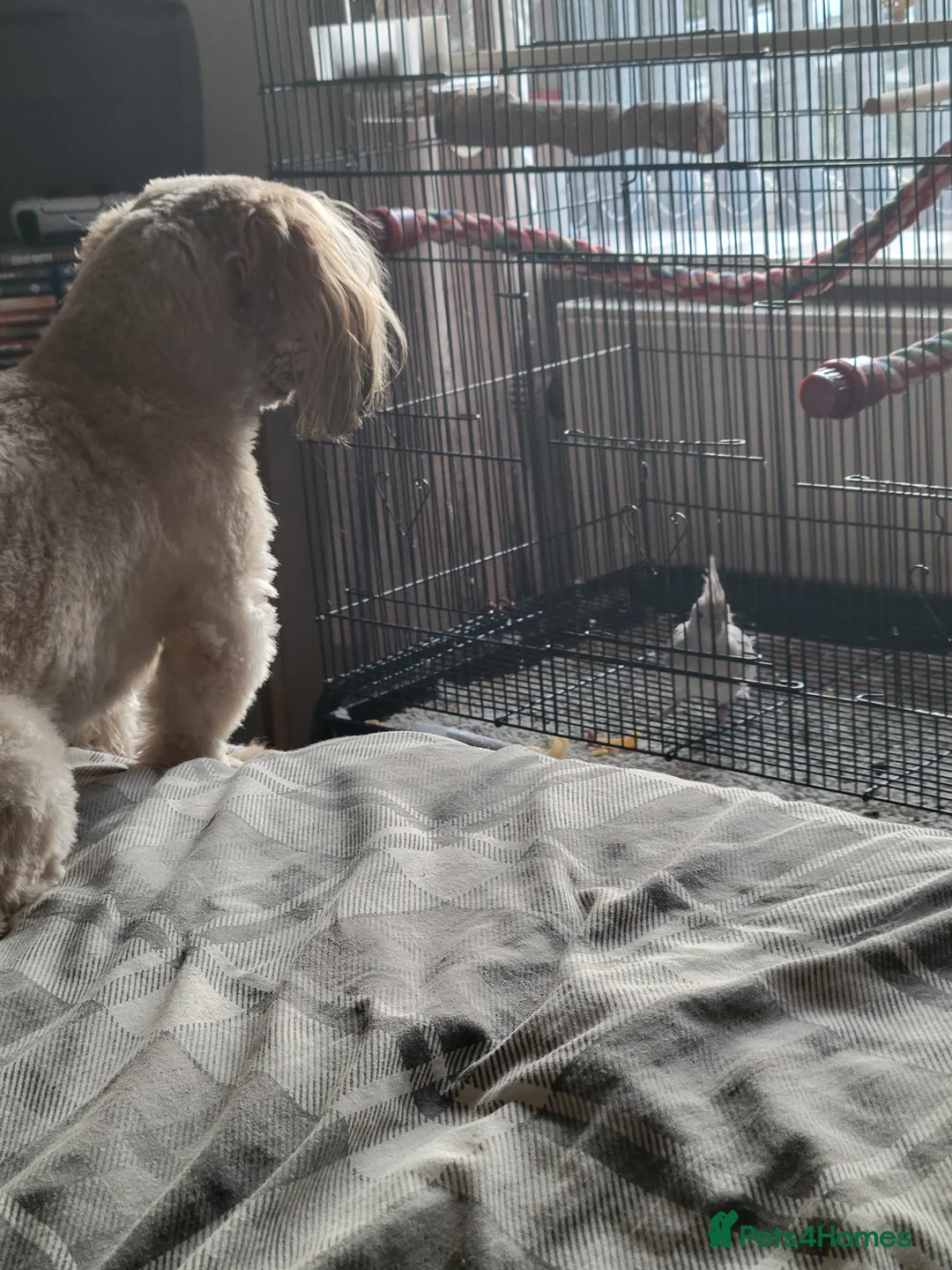 Cockatiels birds for sale: Cockatiel with cage - Advert 5