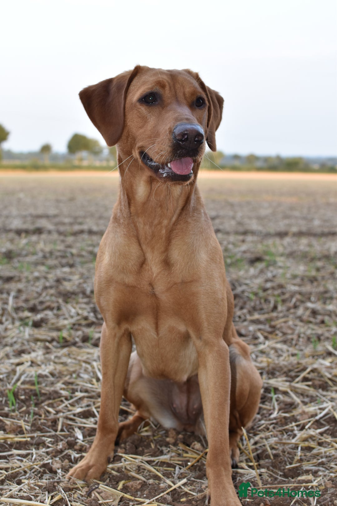Labrador Retriever dogs for sale: Red pups due - Image 3