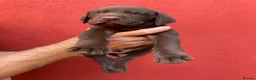 Mixed Breed dogs for sale: BEAUTIFUL LABRADOR X GWP X VIZSLA PUPPIES FOR SALE - Advert 4