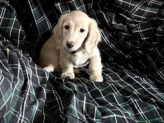 Miniature Dachshund dogs English cream dachshund - Advert 12