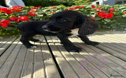 Cocker Spaniel dogs for sale: Cocker spaniel puppies - Image 17