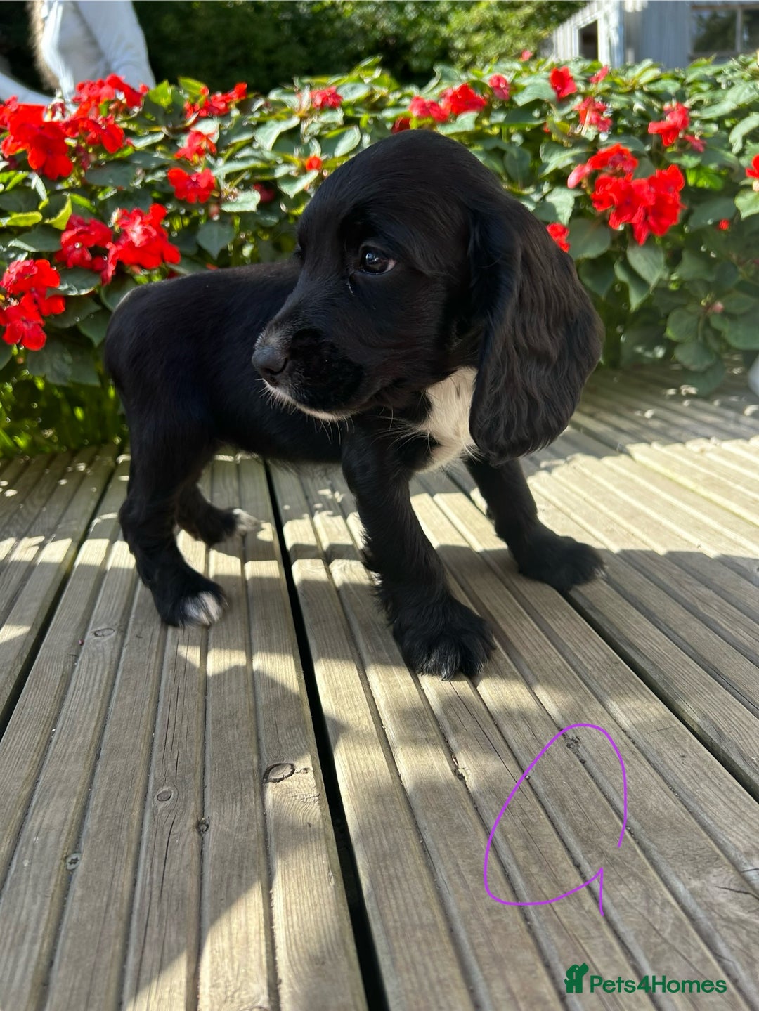 Cocker Spaniel dogs for sale: Cocker spaniel puppies - Image 17