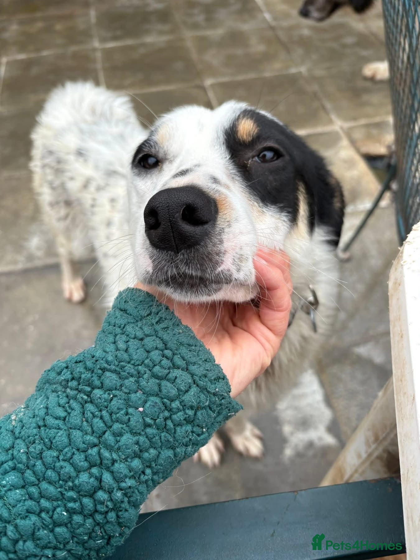 Mixed Breed dogs Badger - Badersfield Norfolk  - Advert 1