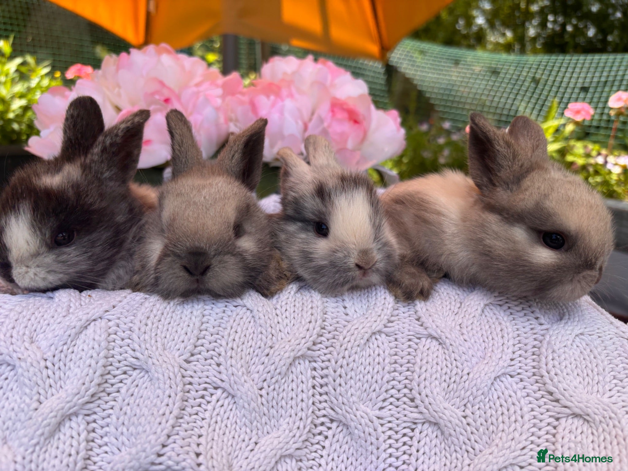 Mixed Breed rabbits Four utterly adorable bunnies available 🐰 - Advert 7