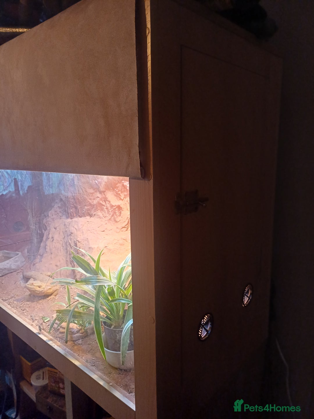 Bearded Dragon reptiles for sale: Bearded Dragon with Setup - Advert 3