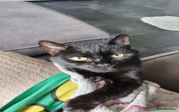 Manx cats for sale: Super affectionate Coco needs a loving home - Image 7