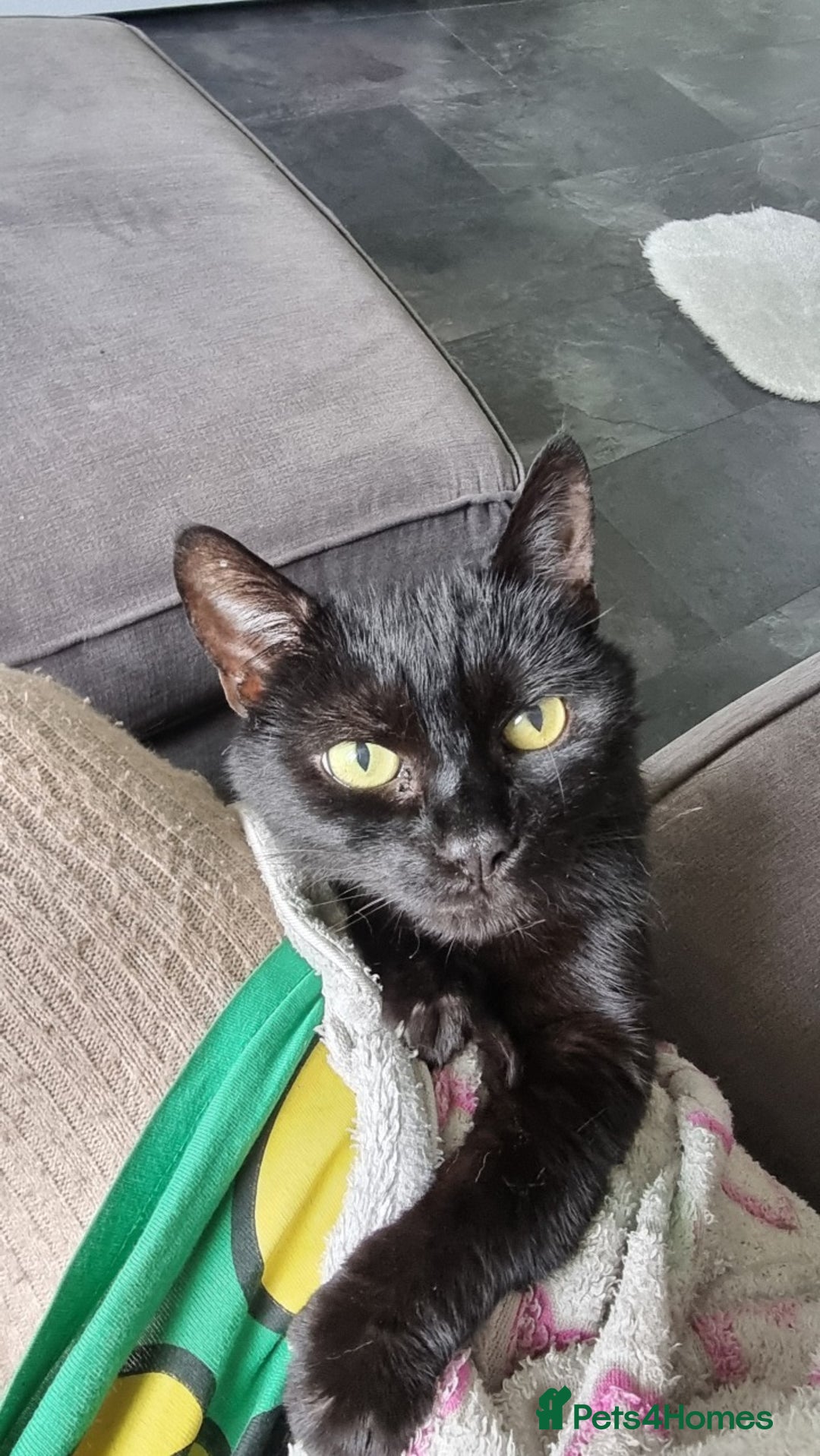 Manx cats for sale: Super affectionate Coco needs a loving home - Image 7