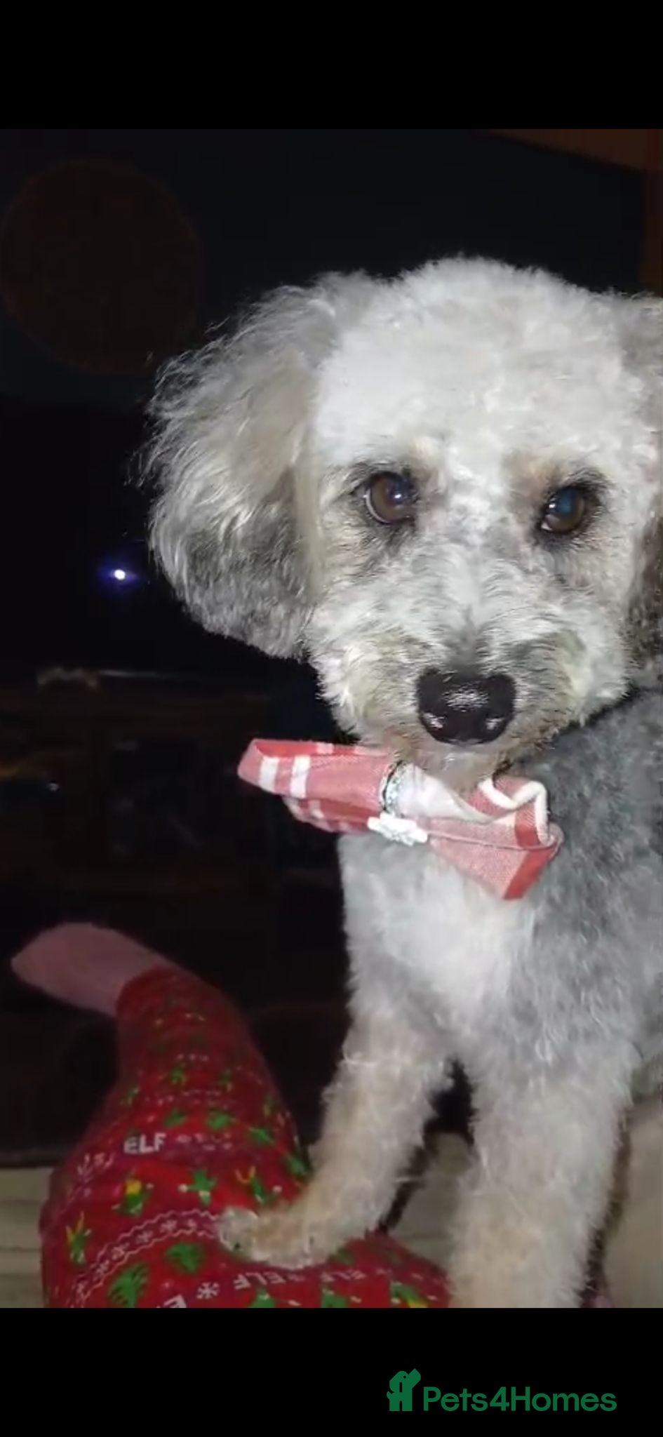 Jackapoo dogs Joey the Jackapoo - Advert 4