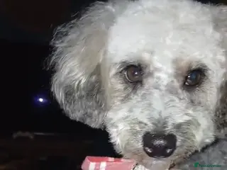 Jackapoo dogs Joey the Jackapoo - Advert 4