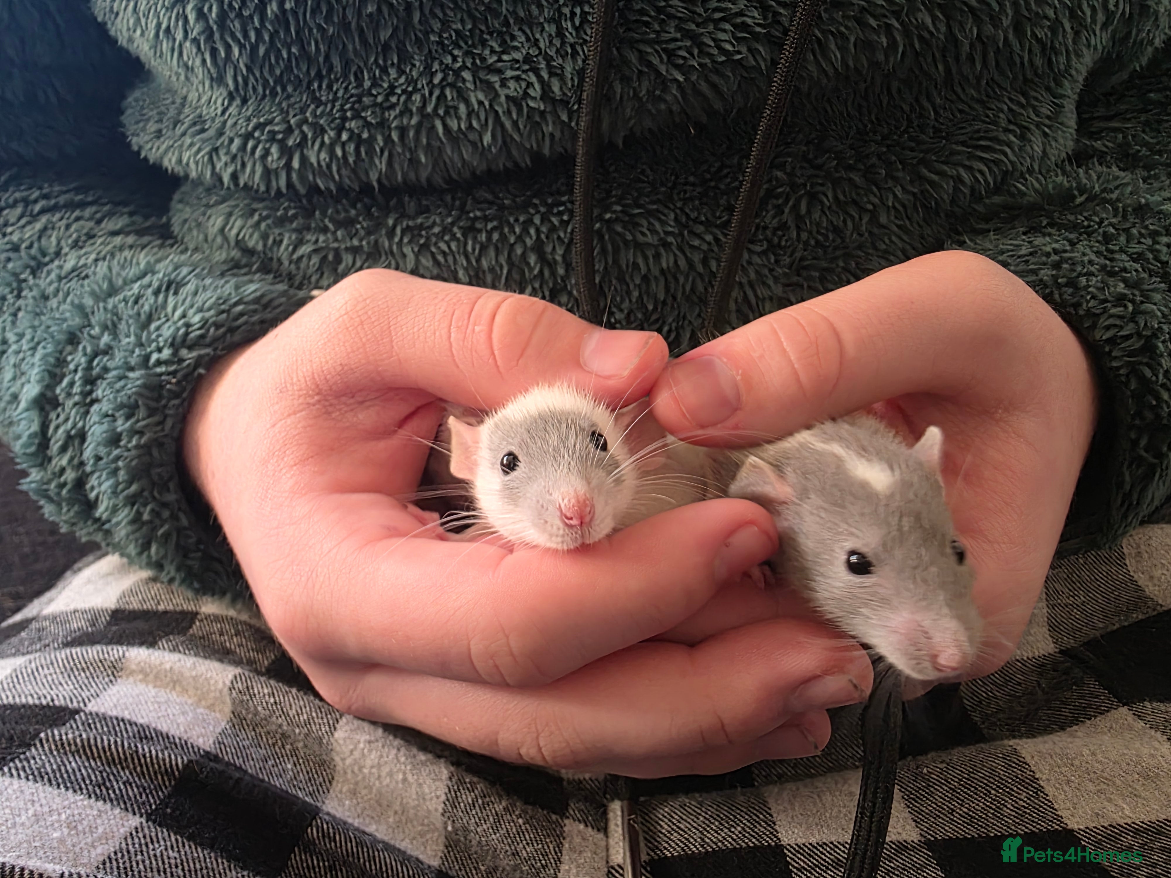 Rat rodents Baby Dumbo Rats - Handtame - Advert 1