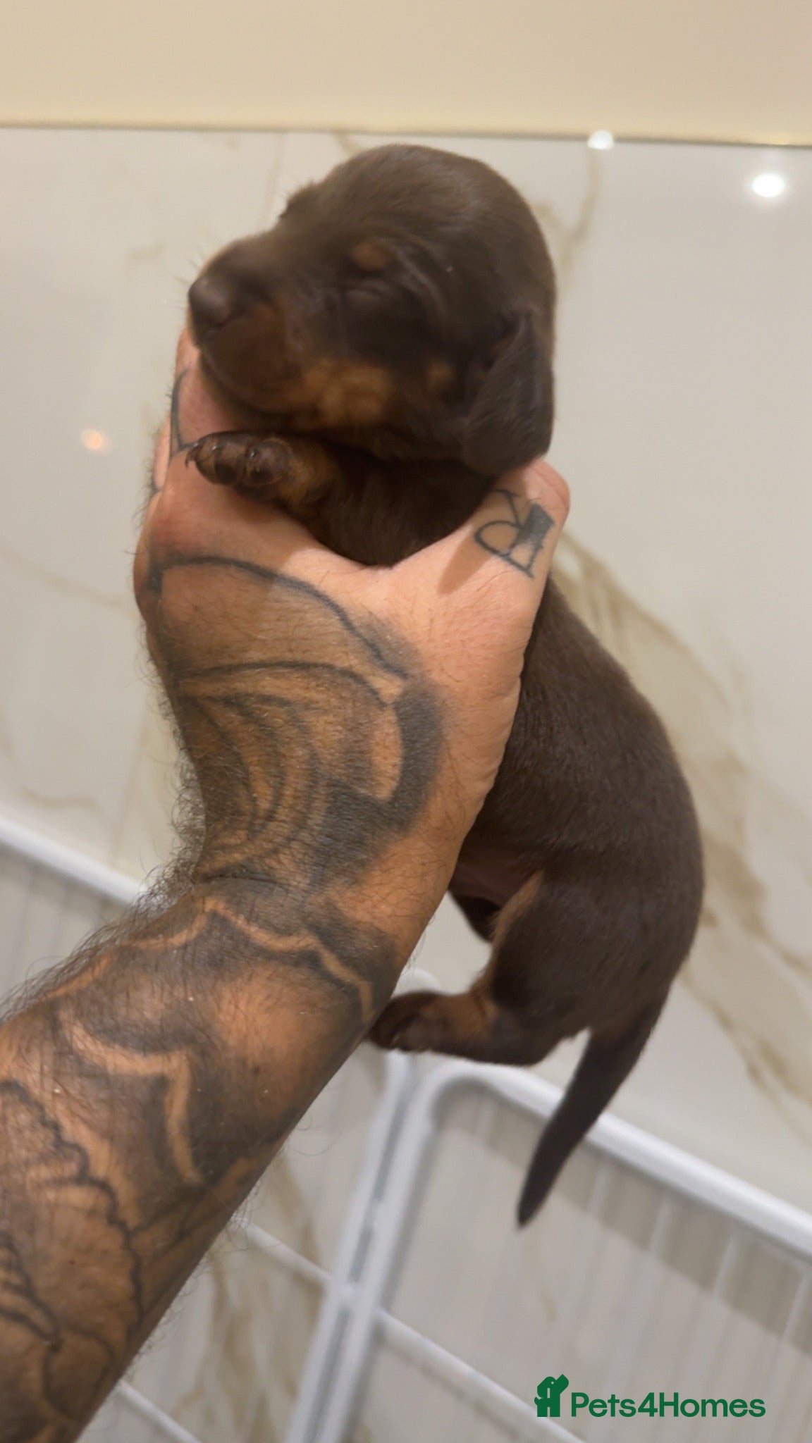 Miniature Dachshund dogs Miniature Dachshunds  - Advert 2
