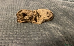 Cockapoo dogs for sale: 5 ⭐️ Cockapoo Puppies for 5 ⭐️ homes only - Image 35