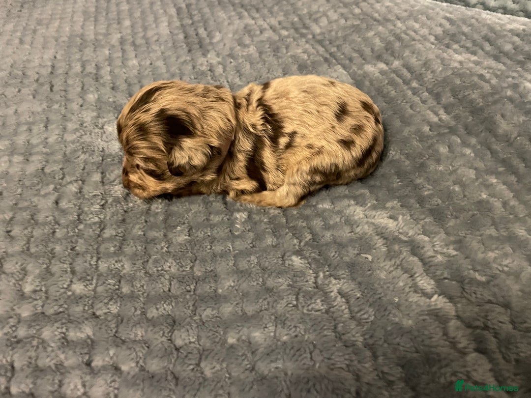 Cockapoo dogs for sale: 5 ⭐️ Cockapoo Puppies for 5 ⭐️ homes only - Image 35