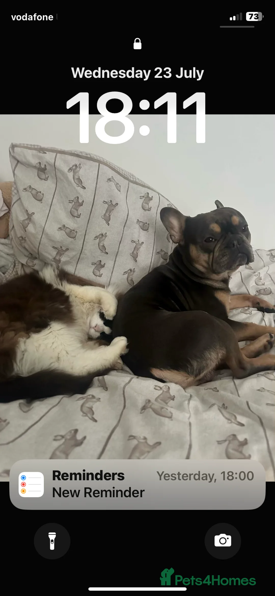 French Bulldog dogs for sale: French bull dog 3 years old  - Advert 5