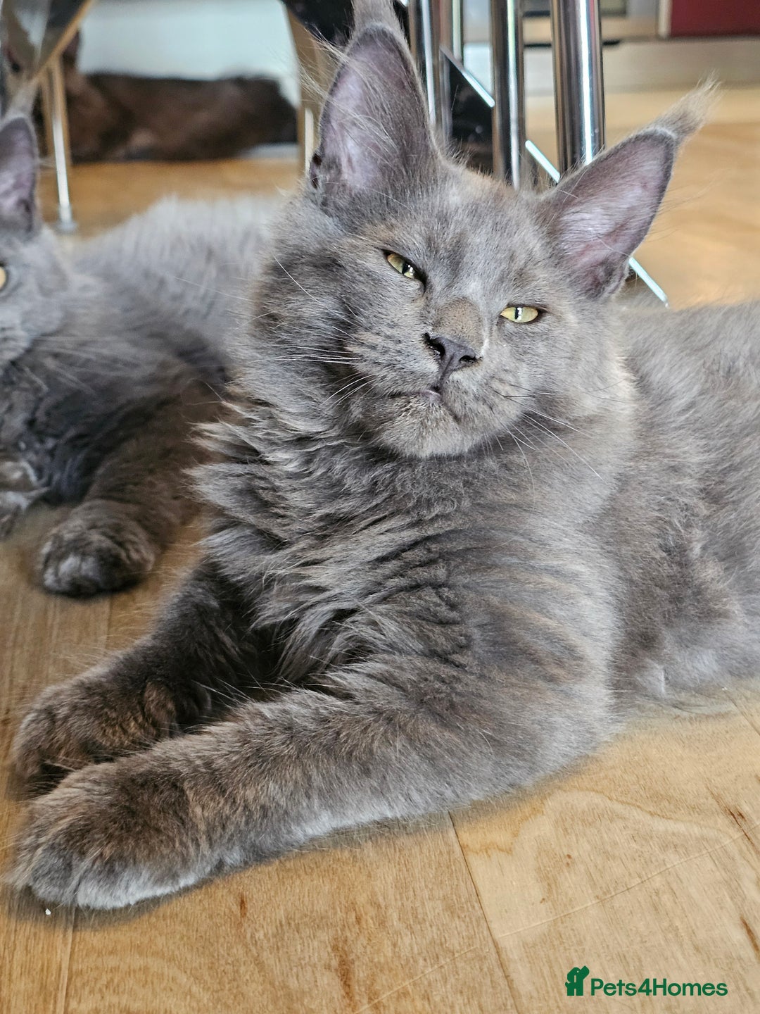 Maine Coon cats for sale: 🔥*Stunning Litter of 8💎Solid Blue Maine Coon*🔥  - Image 8