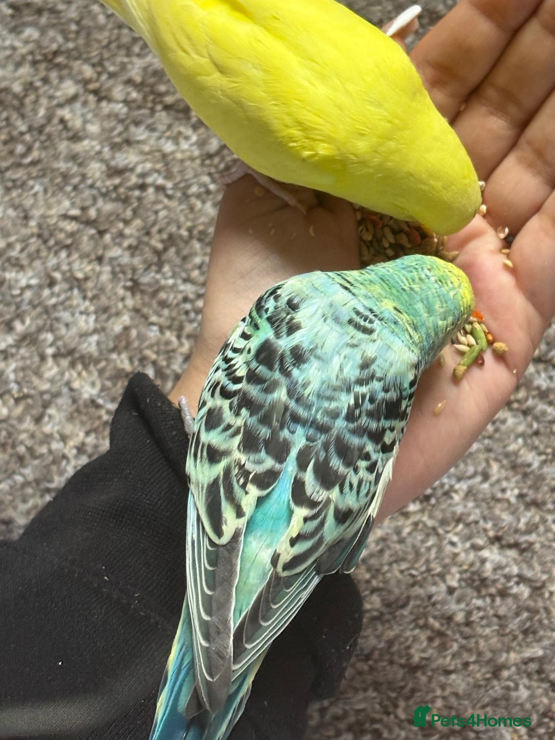 Budgerigars birds for sale: Hand tamed budgie with everything needed - Image 4